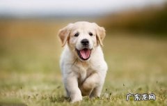 杰克罗素梗犬和土狗的区别 罗素梗和土狗的区别