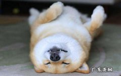 小约克夏什么时候能认识主人 约克夏认主人的表现
