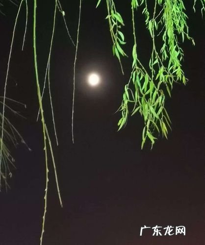 月上柳梢头 人约黄昏后是什么节什么意思