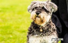 四个月雪纳瑞幼犬如何喂养 4个月雪纳瑞怎么喂