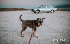 雪纳瑞多大可以吃干狗粮 雪纳瑞多大吃成犬狗粮