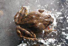 蟾蜍冬天出来代表什么