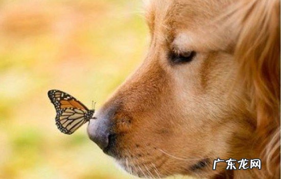 金毛犬好养活吗挑不挑食 金毛犬好养活吗