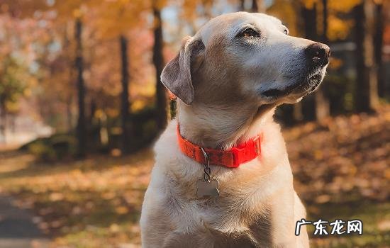 宠物狗不可以吃什么 狗狗不能吃的植物有哪些