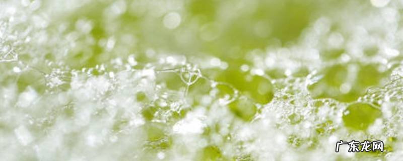 洗洁精洗水果能吃吗,洗洁精可以洗水果吗?可以吃吗?