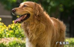 什么是赛级金毛犬 赛级金毛的定义