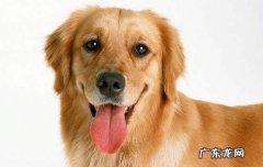 松狮与金毛的杂交犬好不好养 金毛和松狮哪个好