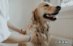 怎么辨别金毛好不好 怎么看金毛的品质