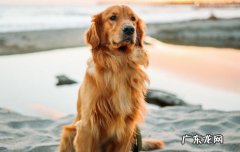 挑选金毛幼犬为什么不能买眼白多的 挑选金毛幼犬