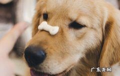 黄金猎犬和金毛的区别 金毛猎犬和金毛的区别