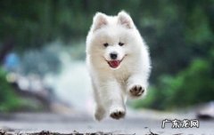 萨摩耶狗狗的十大性格特点 萨摩耶性格特点分析