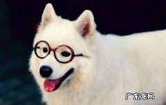 养萨摩耶需要什么常识 养萨摩耶狗狗要注意什么