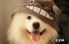 怎么看萨摩耶幼犬是不是纯种 怎么挑选健康的萨摩耶幼犬