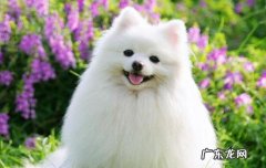 纯萨摩耶的特征是什么? 纯种萨摩耶特征