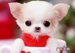 茶杯犬容易得什么病 茶杯犬掉毛严重吗