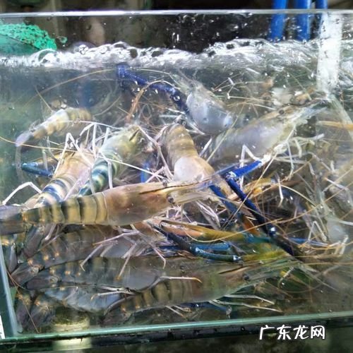 罗氏虾多少钱一斤