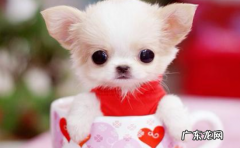 茶杯犬是不是不好养活 茶杯犬为什么养的人少