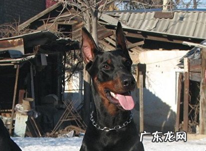 杜宾犬适合家养吗,会不会咬人 杜宾犬适合家养吗