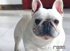 法国斗牛犬聪明吗? 法国斗牛犬聪明吗