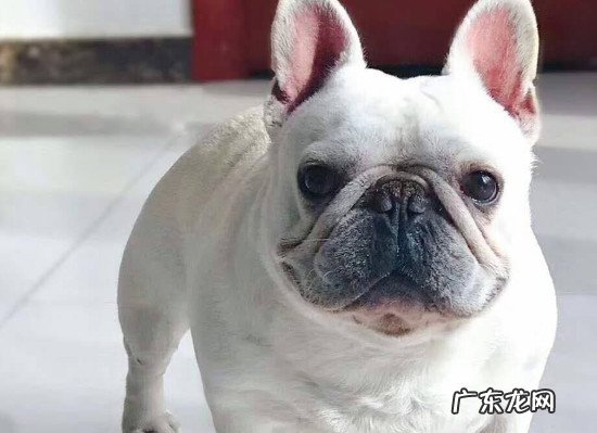 法国斗牛犬聪明吗? 法国斗牛犬聪明吗