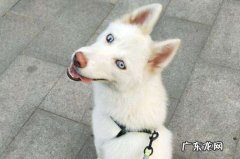 白色哈士奇叫什么名字 白色哈士奇是怎么来的