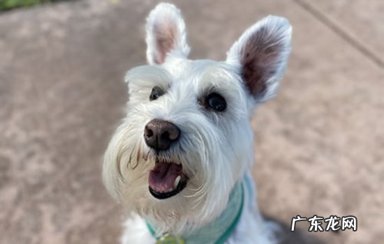 雪纳瑞不让拔耳毛怎么办 雪纳瑞可以拔毛吗