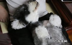 雪纳瑞可以活多少岁 雪纳瑞6岁还能生吗
