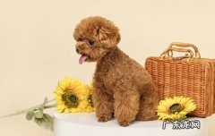 最科学简单的自制狗饭幼犬 最科学简单的自制狗饭