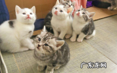 猫可以经常吃猫条吗 猫条可以天天给猫咪吃吗