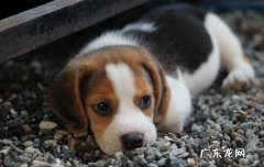 小狗掉牙怎么回事 小狗掉牙齿是正常的吗