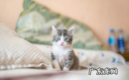 猫咪软便正常吗 怎么判断猫咪有没有软便