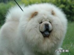 为什么养松狮的人特别少 为什么松狮很少人养