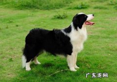 边牧一只耳朵立一只不立 边牧耳朵没有立起来说明不纯吗