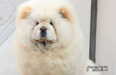 松狮感冒了自己会好吗