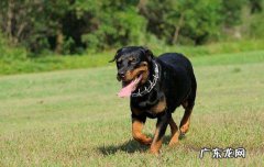 罗威纳犬几个月开始凶 罗威纳犬凶不凶看哪里