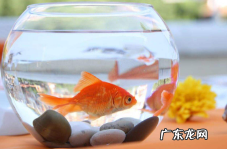 金鱼沉水底什么原因 金鱼为什么会沉到水底下
