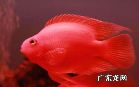 鹦鹉鱼尾发黑是为什么 鹦鹉鱼发黑什么情况