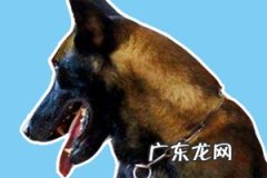 为什么现在都用马犬不用德牧了? 为什么德牧打不过马犬