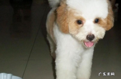 花贵犬是什么品种 花贵是什么狗