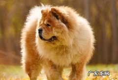松狮犬会咬人吗 松狮犬会攻击主人吗