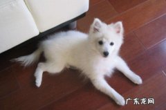 银狐犬温顺吗 银狐犬为什么难认主