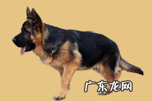 狼灰色德牧是什么品种 德牧怎么会出现狼灰色