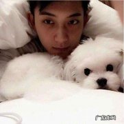 黄子韬的狗是什么狗多少钱 黄子韬的狗是什么狗
