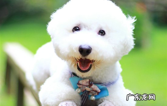 比熊狗狗的皮肤变黑是什么原因 比熊皮肤变黑什么原因