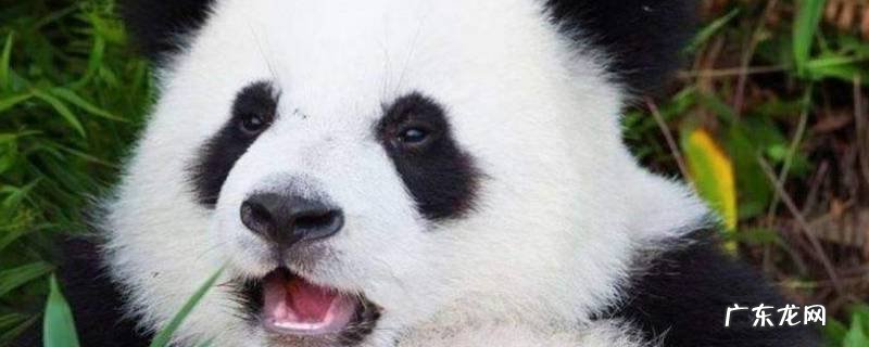 熊猫的价值是什么,熊猫的价值是什么呢