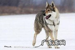 捷克狼犬中国有明令禁止养吗 捷克狼犬在中国哪些地方禁养