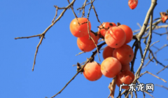 空腹吃柿子多久有反应 饭后多久吃柿子不算空腹