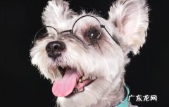 雪纳瑞幼犬什么时候会可以自己上厕所 雪纳瑞训练上厕所注意什么