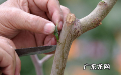 嫁接什么时候合适 嫁接的季节什么时候好