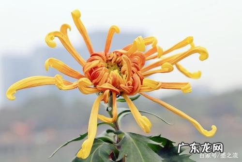 菊花的香味怎么形容
